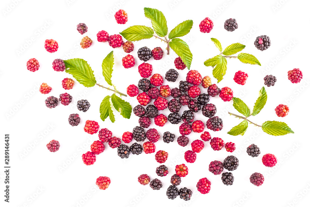 many red mulberry on white background with green leaves many red mulberry on white background with green leaves