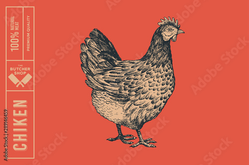 Graphical drawn chiken on red background. Hand-drawn retro picture with a poultry in an engraving style. Can be used for menu restaurants, for packaging in markets and shops. Vector illustrations.