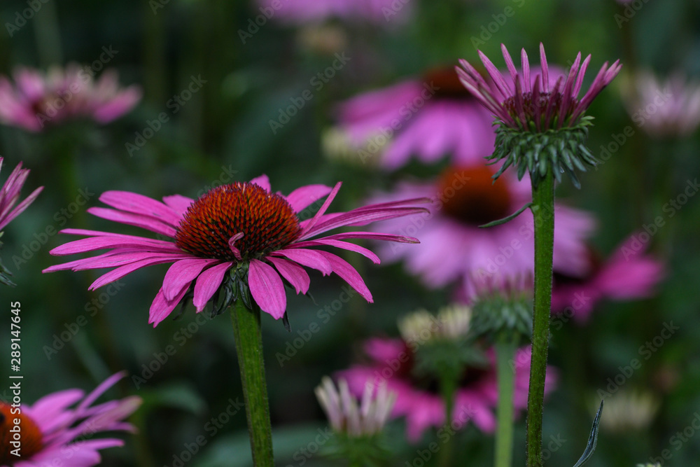 Fototapeta premium Blüten des Sonnehuts