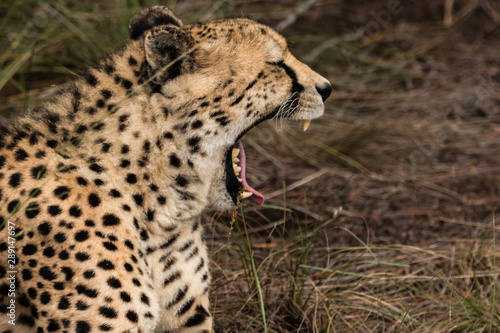 Cheetah Portrait