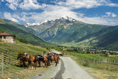 Horses are standing in one of the villages of Svaneti on the background of Tetnuldi Mountain, river valley in the Caucasus Mountains, Georgia