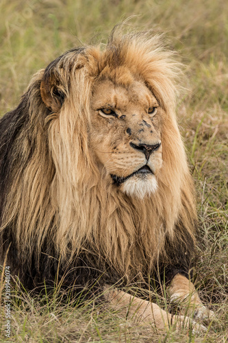 Scarred Male Lion