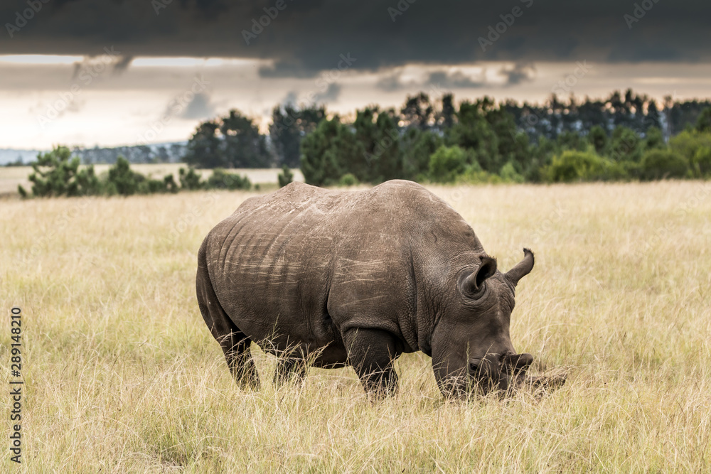 Obraz premium Rhino