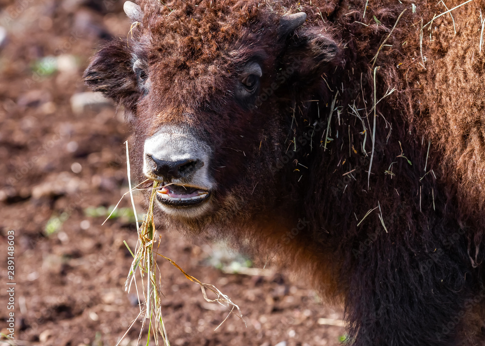 Yak Ranch - An Alternative Meat, Milk, and Wool 