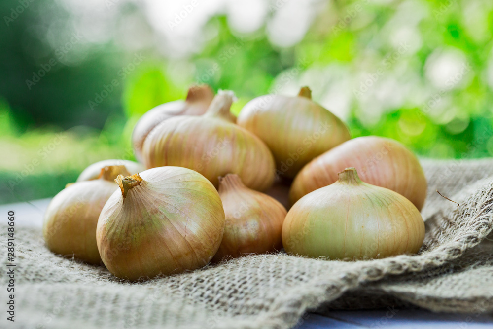 Obraz premium Bulb onion ripe