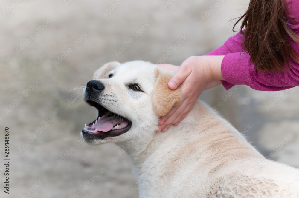 Dog and girl best friends forever Dog and girl best friends forever