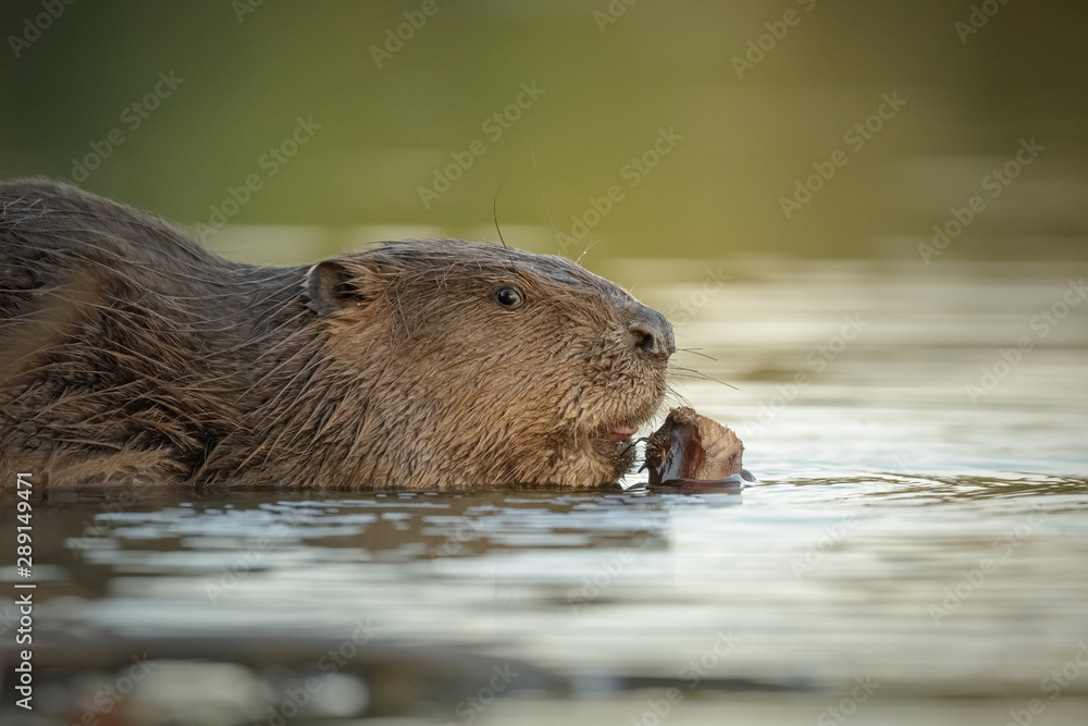 Beaver close-up Beaver close-up