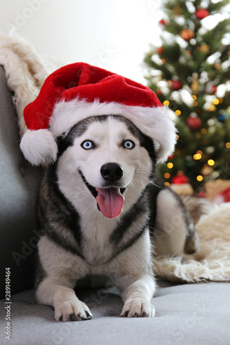 Black and white siberian husky on Christmas eve concept. Adorable doggy wearing Santa Claus hat on the couch by the holiday tree with wrapped gift boxes. Festive background, close up, copy space.
