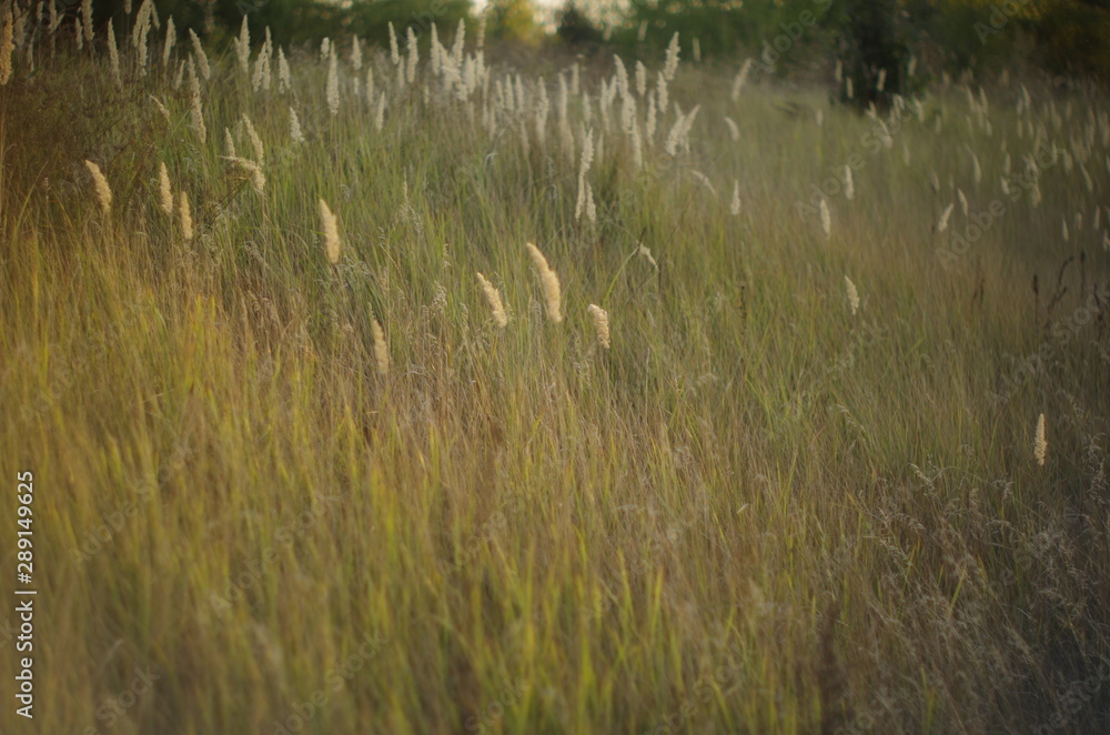 nature nature