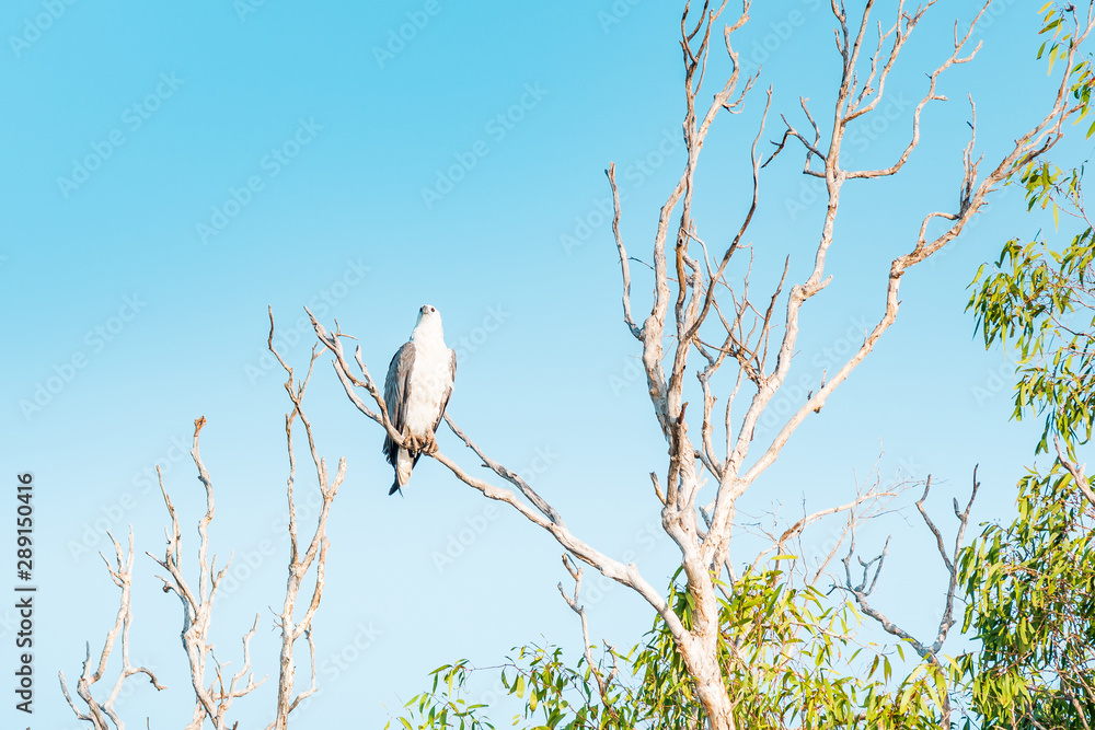 Eagle on a tree resting at the amazing Landscape of the Yellow Water at Kakadu National Park on a moody morning with fog and stunning nature and reflections, Northern Territory, Australia