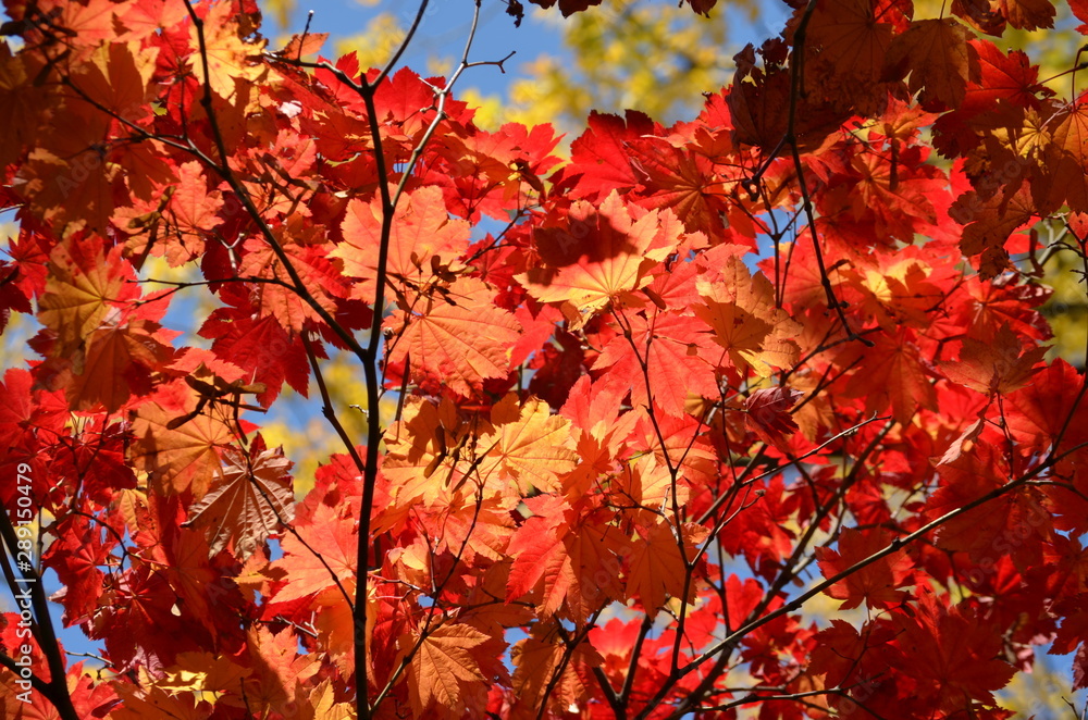 Red leaves of Acer platanoides, also known as Norway maple tree in an autumn garden, view from below towards grey sky Red leaves of Acer platanoides, also known as Norway maple tree in an autumn garden, view from below towards grey sky