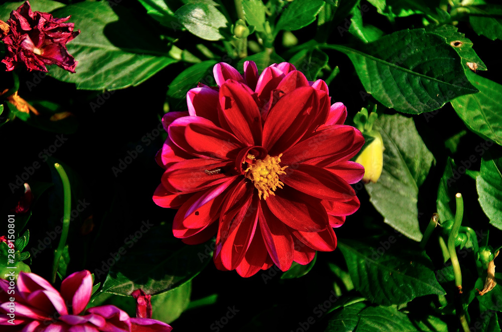 Red flower, Zinnia elegans (Common Zinnia) in the park in autumn sunny day. Red flower, Zinnia elegans (Common Zinnia) in the park in autumn sunny day.