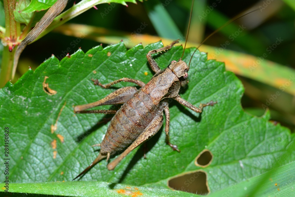 Braune weibliche Strauchschrecke (Pholidoptera griseoaptera) auf einem Blatt Braune weibliche Strauchschrecke (Pholidoptera griseoaptera) auf einem Blatt
