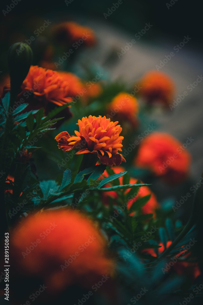 red flowers on black background