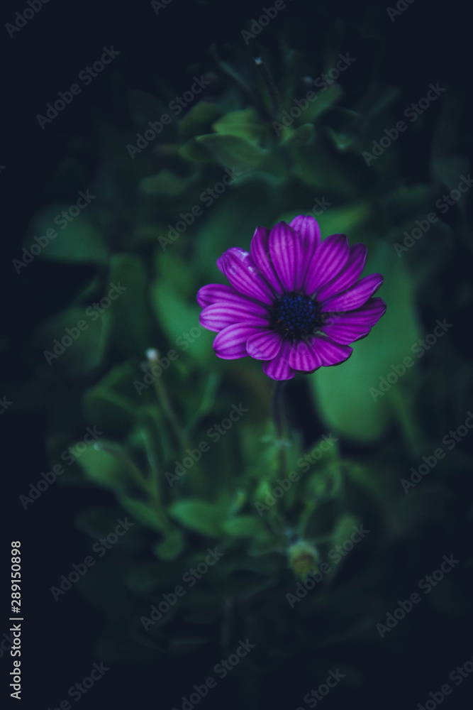 purple flower