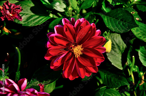 Red flower, Zinnia elegans (Common Zinnia) in the park in autumn sunny day.