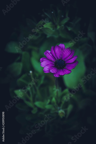 Obraz na płótnie purple flower w salonie