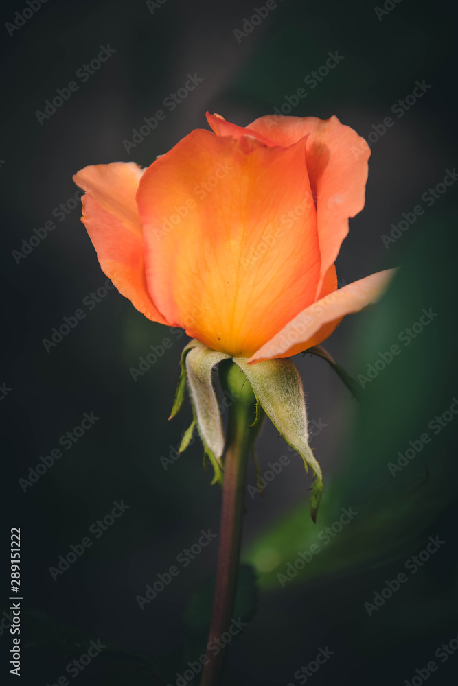 red rose on black background