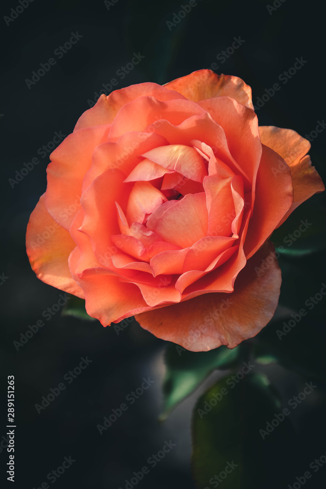 red rose in garden