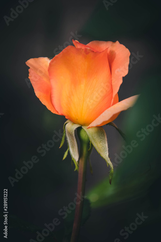Obraz na płótnie red rose on black background w salonie