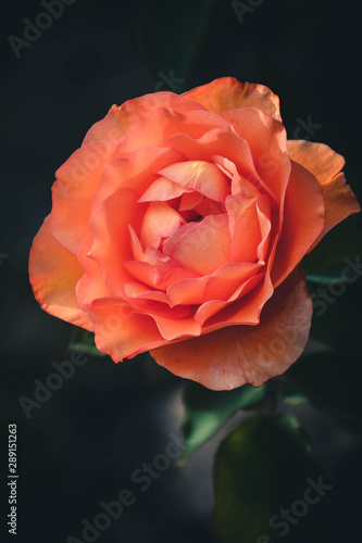 Obraz na płótnie red rose in garden w salonie