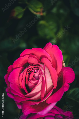 Obraz na płótnie pink rose in garden w salonie