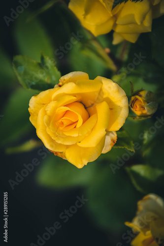 Obraz na płótnie yellow rose in garden w salonie