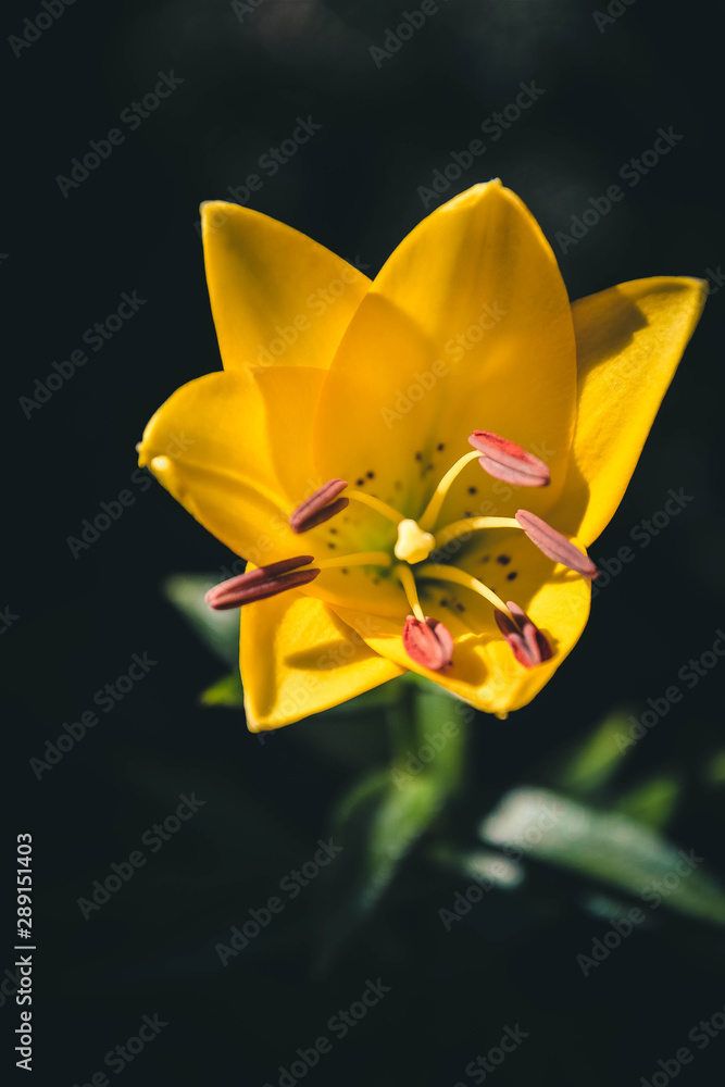 yellow orchid on black background