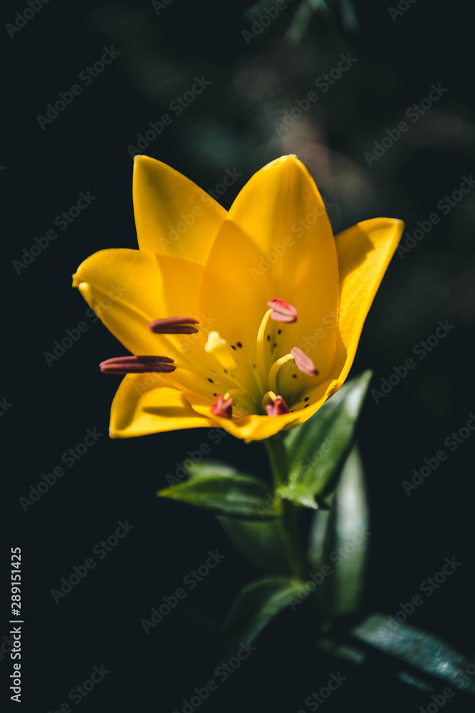 yellow flower on black background