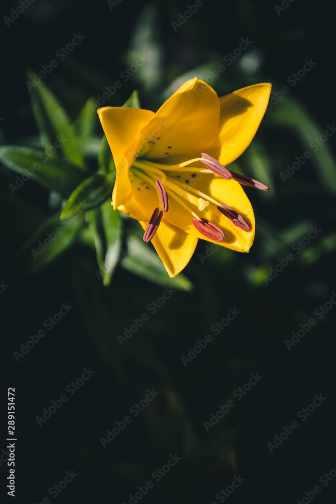 yellow flower on green background