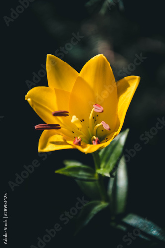 Obraz na płótnie yellow flower on black background w salonie