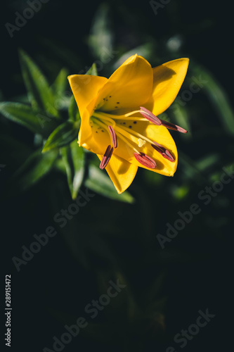 Obraz na płótnie yellow flower on green background w salonie