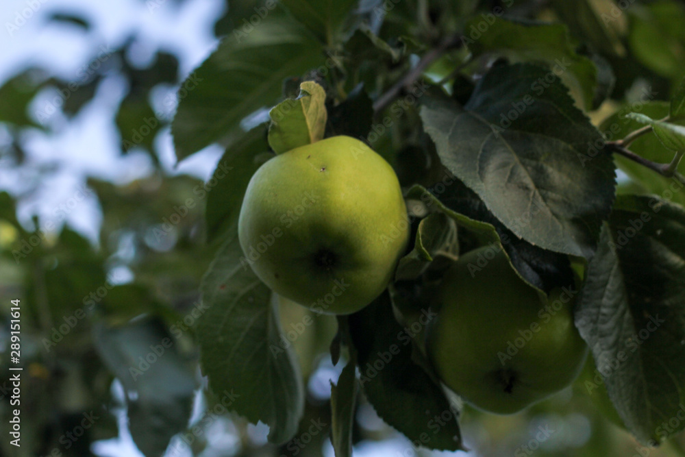 apple on tree