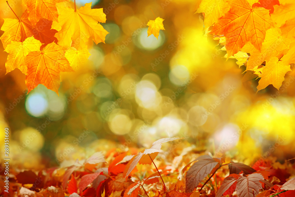 Autumn maple leaves on a blurred background with bokeh, close-up, leaves texture, beautiful nature, red autumn background Autumn maple leaves on a blurred background with bokeh, close-up, leaves texture, beautiful nature, red autumn background