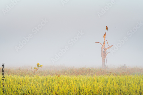 Eagle on a tree resting at the amazing Landscape of the Yellow Water at Kakadu National Park on a moody morning with fog and stunning nature and reflections, Northern Territory, Australia