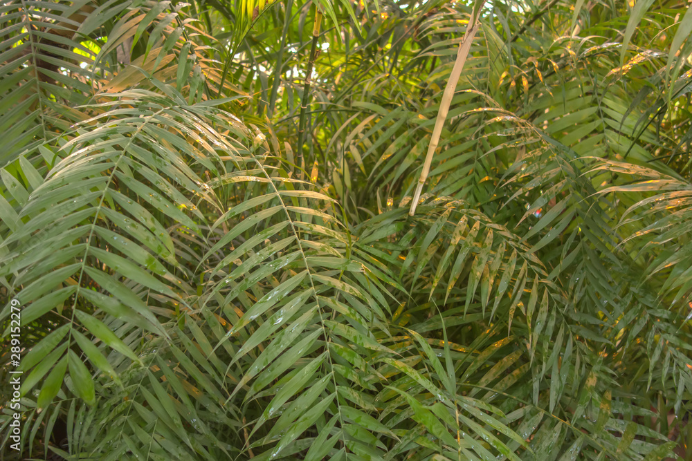 Lush green palm leaves in tropical rainforest Lush green palm leaves in tropical rainforest