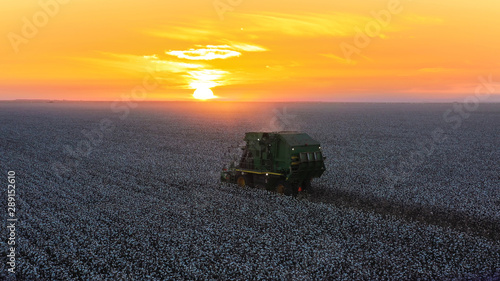 Cotton Harvest with Sunset Machines