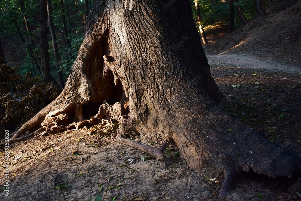 tree root like a mouth