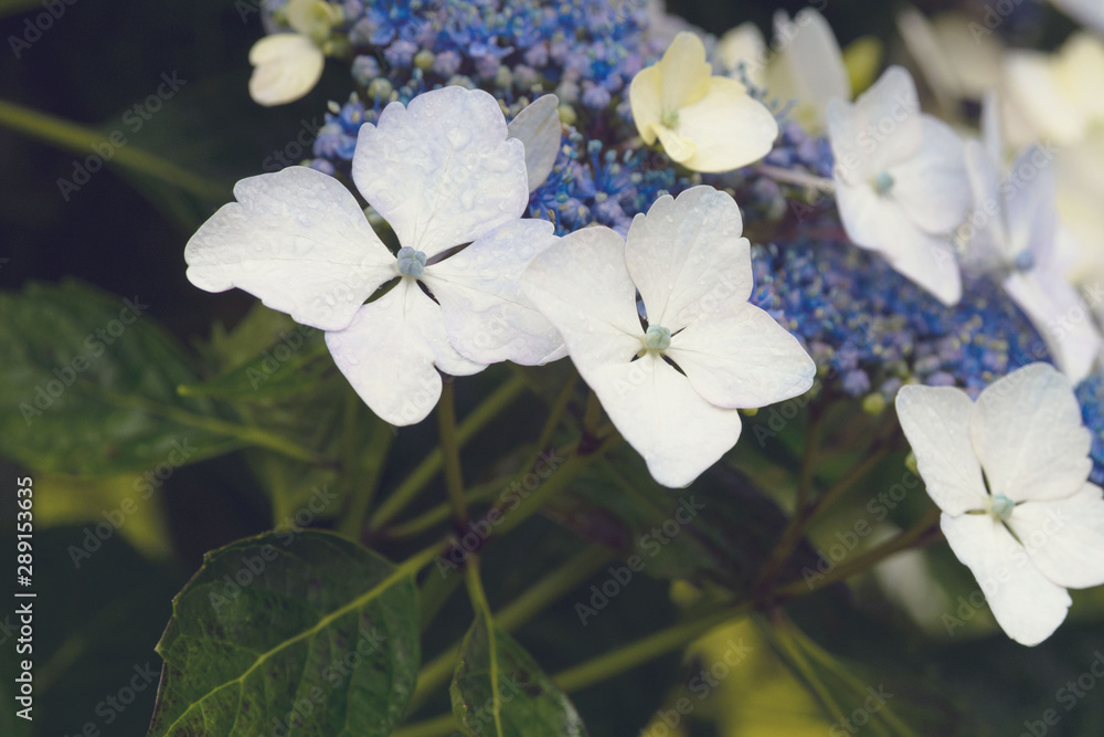 Huge inflorescences of blue large hydrangea (Latin Hydrangea macrophylla). Beautiful, toxic and healing flower hydrangea - a symbol of the island of San Miguel, Azores, Portugal. Huge inflorescences of blue large hydrangea (Latin Hydrangea macrophylla). Beautiful, toxic and healing flower hydrangea - a symbol of the island of San Miguel, Azores, Portugal.