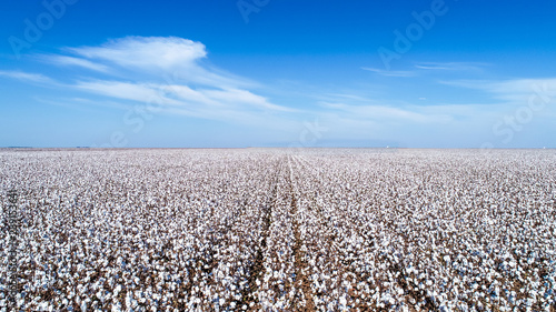 Large mature white cotton crop with beautiful horizon