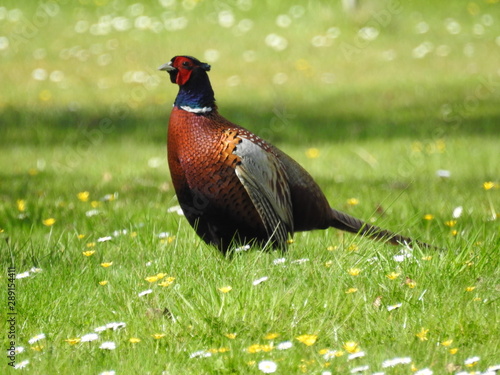 coq faisan