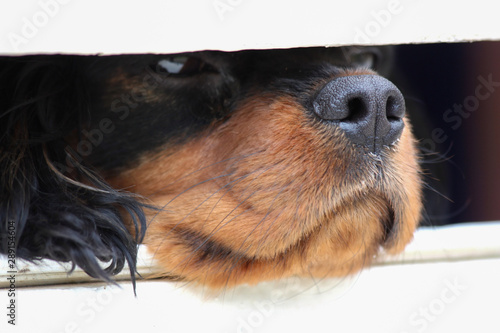 Принти на полотні Dog looking though letterbox