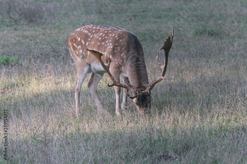 damhirsch