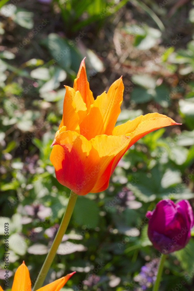 Close up of an orange tulip in my garden