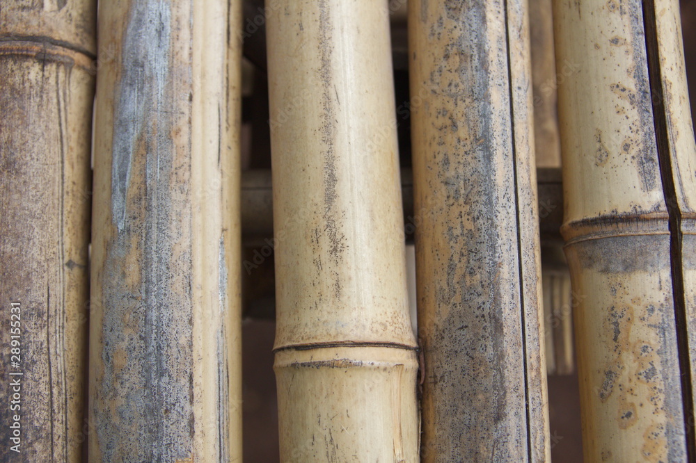 Background picture of a bamboo plant Background picture of a bamboo plant
