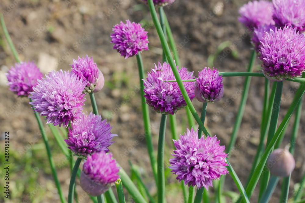 Close up chives blossoms in my garden Close up chives blossoms in my garden