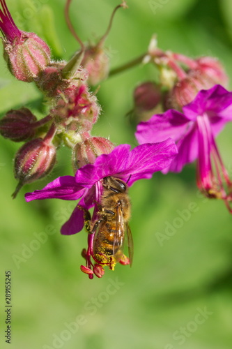 A Honey bee pollinating my pelargonium geranium