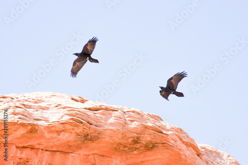 Ravens in desert