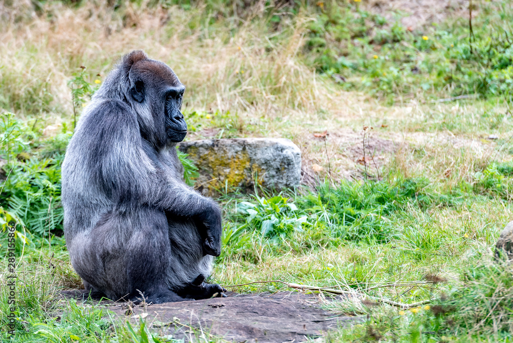 old gorilla lady sits quietly on a stone and is looking