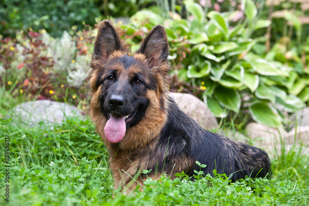 German Shepherd portrait lying on the grass in the garden against the background of a flower bed